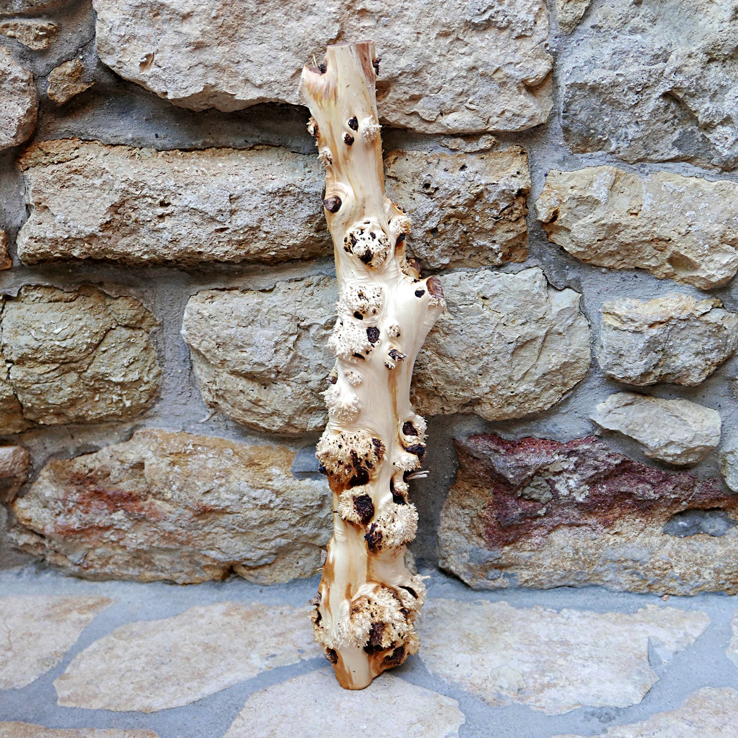 JUNIPER BURL TRUNK SECTION 04-0104