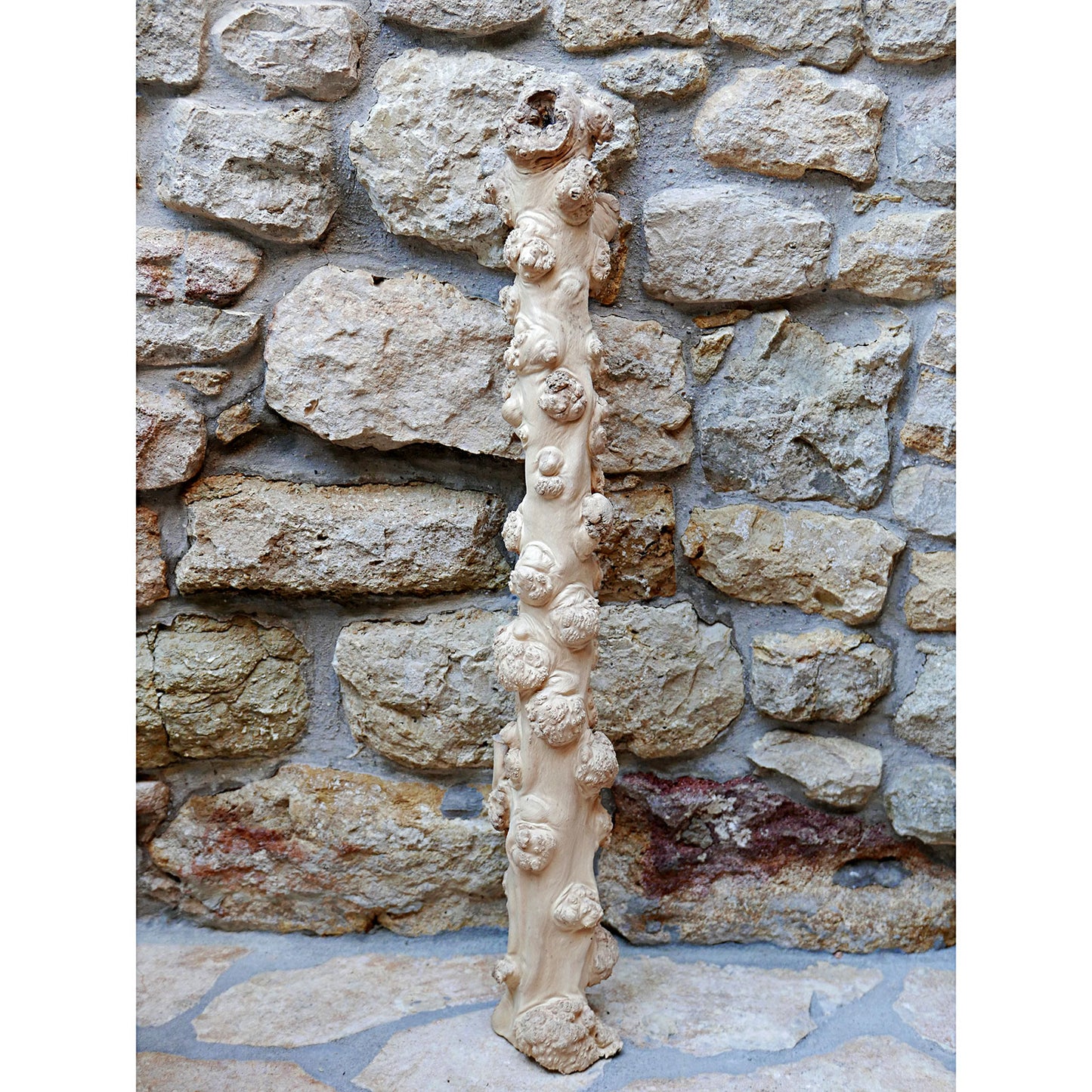 CANOPHERA COFFEE TREE BURL TRUNK SECTION 04-0105