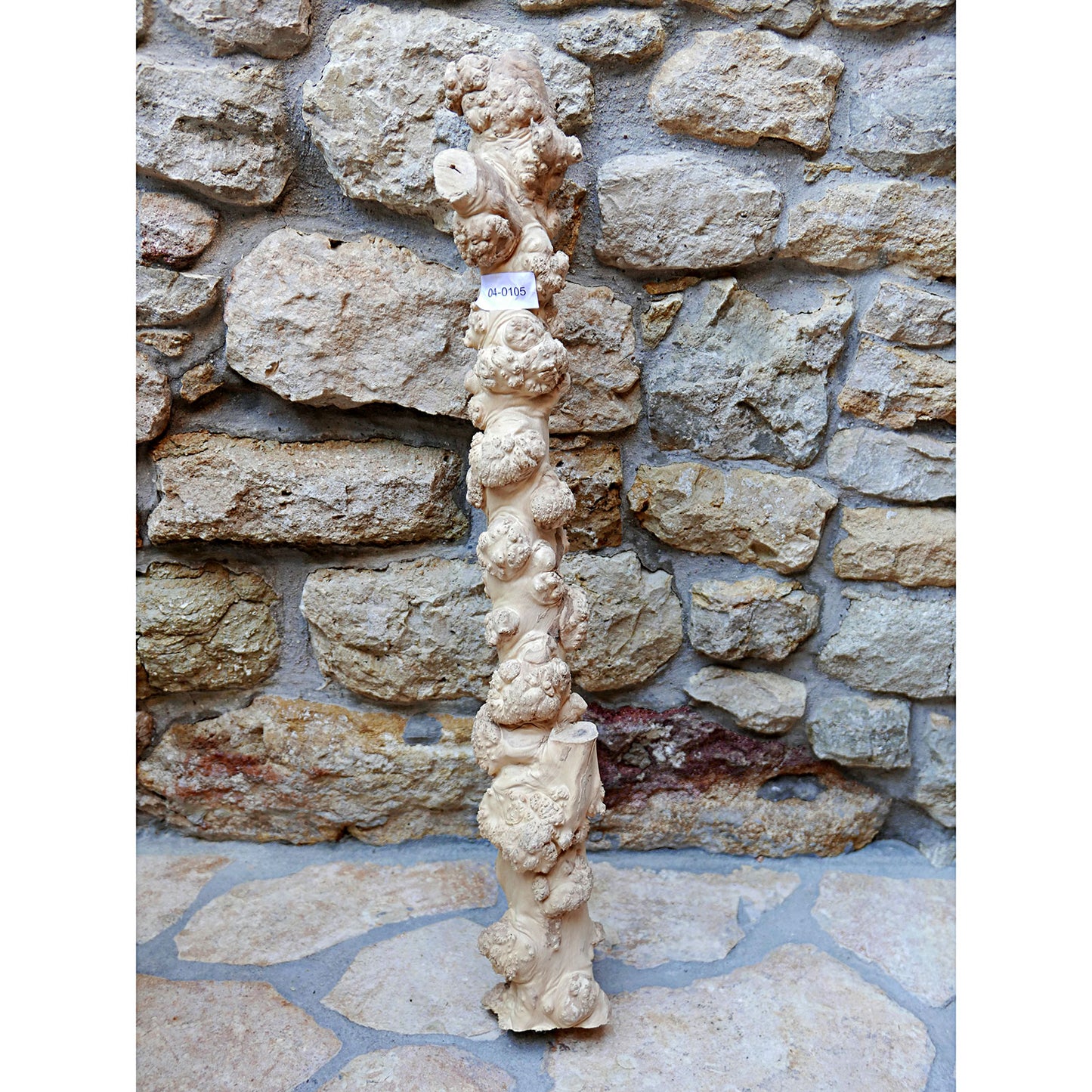 CANOPHERA COFFEE TREE BURL TRUNK SECTION 04-0105